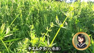 30秒の心象風景27796・古い言葉から～ヤエムグラ～