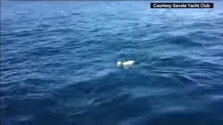 Dog goes overboard, swims for his life