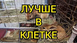 Простейшая клетка для кроликов.