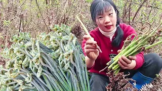 【春日回憶】春天山裡人都忙著採，野生山菜之王去收購站賣，老闆輕鬆月入8000【燕麥行遊】