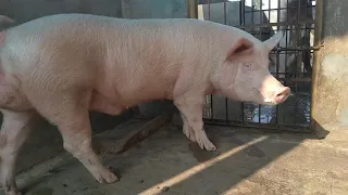 Pure Large White Yorkshire boar for sale