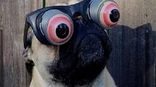 Pug Compilation 9 - Funny Dogs But Only Pugs Videos | Instapugs
