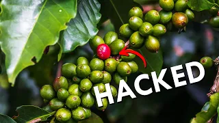 How The Coffee Plant Hacks Your Brain