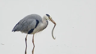 A Grey Heron stalking, subduing and eating Eels