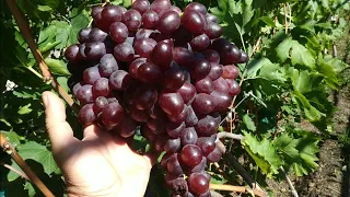 Виноград ХУДОЖНІК 🍇🍇🍇