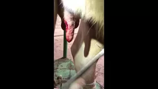 Операция на вымени коровы / Udder surgery in a cow