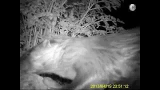 Otters climbing out of river and investigating camera