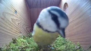 30th March 2021 - Blue tit nest box live camera highlights