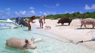 Swimming Pigs Of Exuma