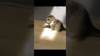 Kitten experiencing sunbeam for the first time