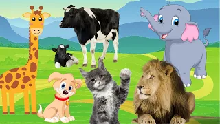 AMAZING ANIMAL SOUNDS - Cow, Cat, Hippo, Lion, Tiger, Buffalo, Kitten, Pig, & More