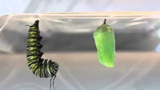 Twin Monarch Caterpillars Pupating