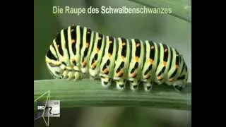 Schwalbenschwanz Swallowtail Papilio machaon Raupe Arbeitsbatt