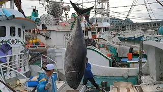 1000 Pound Giant Bluefin Tuna caught and cutting  /巨大黑鮪魚切割大師, 鮪魚金三角