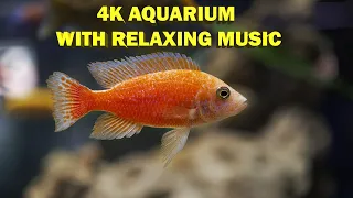 Stunning Cichlid Aquarium With Relaxing Music - 4K UHD Aquarium