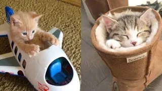 funniest cat's video New funny video 🤣🤣🤣🤣 part 31 @Laughing_pawas