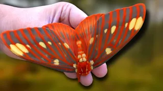 Hickory Horned Devil: GIANT MOTH! How to Breed: Citheronia regalis (Regal Moth) ! - MothCycles