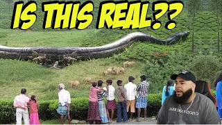 15 Biggest Animals You Won’t Believe Actually Exist! I Never Wanna See Any Of Them 👎🏽