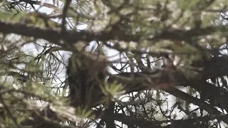 Porcupine vocalizations and sounds