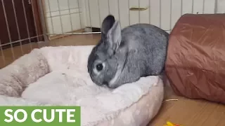 Bunny furious with owner for making bed messy