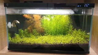 Проблемки( Умный аквариум Xiaomi Mijia Smart Fish Tank MYG100