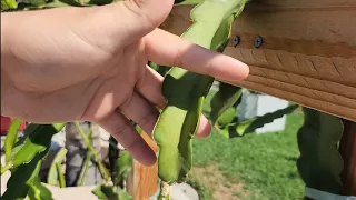 The Best Method to Take Dragon Fruit Cuttings