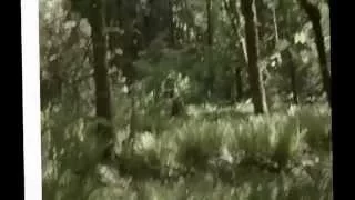 BC Bigfoot Sighting [STABILIZED]