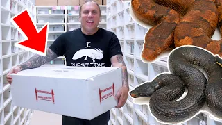 EPIC SNAKE UNBOXING!! GETTING MY DREAM VIPER BOAS!! | BRIAN BARCZYK