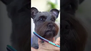 SCHNAUZER GROOMING  ❤️ Puppy style haircut - Short eyebrow