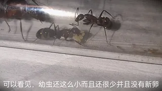 蚂蚁拳（悲