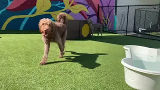 Dog Day Care at Wag Atlanta