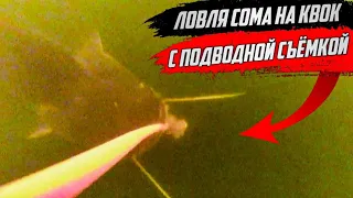 Ловля СОМА НА КВОК с подводной съёмкой. Подходы нескольких сомов одновременно.