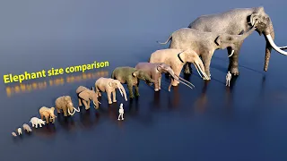 Elephant size comparison (3D animation) #animation