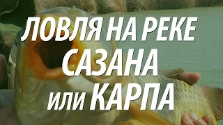 КАК ЛОВИТЬ САЗАНА ИЛИ КАРПА НА РЕКЕ