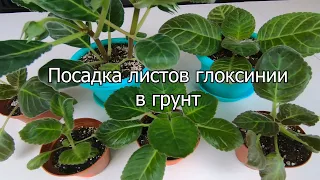 Посадка листов глоксинии в грунт . Часть 2