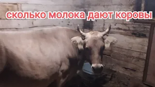 Сколько корова дает молока? Не выдоить за день, устанет рука!