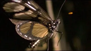 Butterfly Takeoff at 2,000 Frames per Second - Smarter Every Day 79