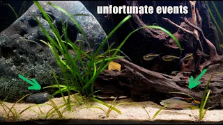 Catastrophes To Avoid In Your Aquariums