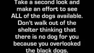 Black Dog Syndrome is REAL by Kidwell Productions.wmv