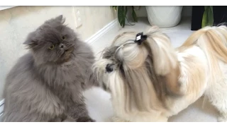 Shih Tzu dog Lacey and Blue Persian cat Lexi, getting along? 🤔 Zoomies! 💨😂