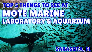 Mote Marine Lab & Aquarium | Review, reaction, and Five things NOT to miss! (Sarasota, FL)