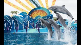 Seaworld Dolphin and Seal Show, Gold Coast