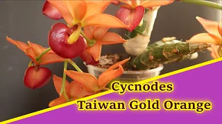 Pflanzenportrait Cycnodes Taiwan Gold Orange