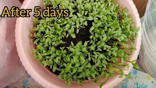 ഇനി മല്ലിയില കടയിൽ നിന്ന് വാങ്ങേണ്ട easy ആയി വളർത്തിയെടുക്കാം | Fastest Grow Method For Coriander