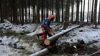 Cutting the tree with the Husqvarna 560 XP chain saw