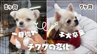 The record of growth of a Chihuahua dog from 2-months-old to 7-months-old // ChibiTV