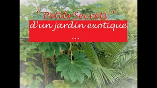 " Petits Secrets d'un jardin exotique "