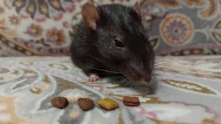 Крыса и вкусняшки 😋 Через 2 дня Финику исполняется 2 года и 10 месяцев!