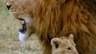 Practising my roar! | Little Big Cat | BBC