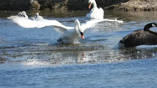 Mute Swan chasing Canada Geese away from Cygnets